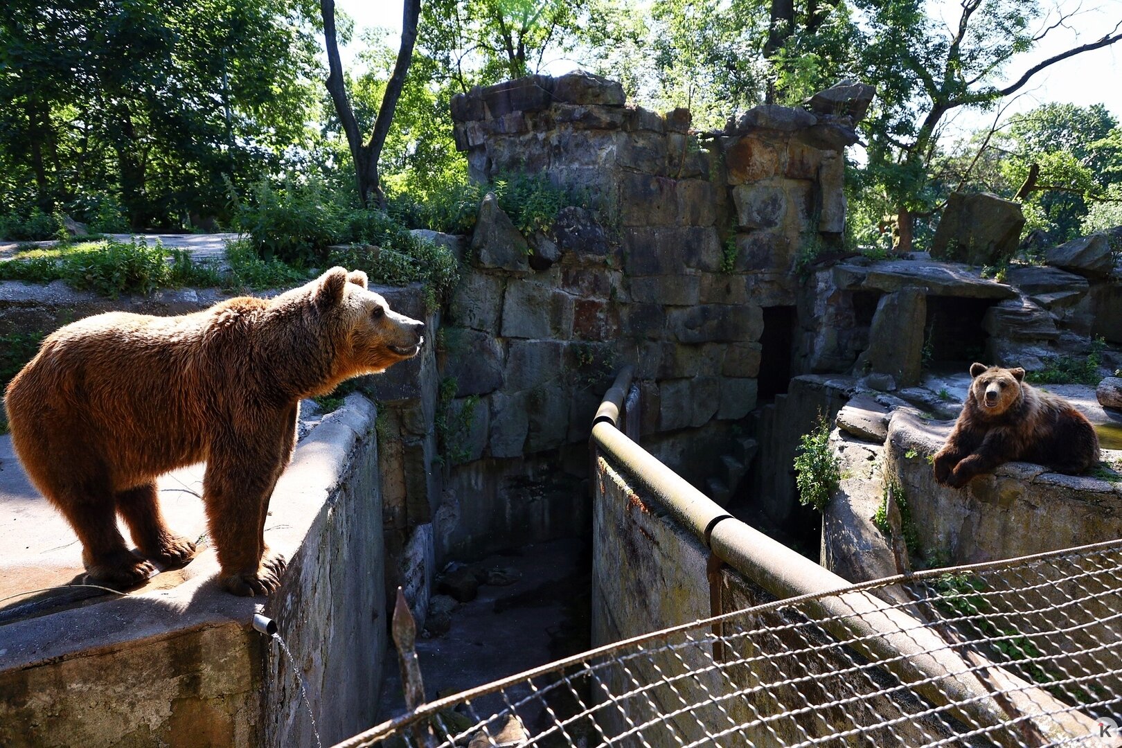 Калининградский зоопарк принял первых посетителей после карантина  (фоторепортаж) - Новости Калининграда