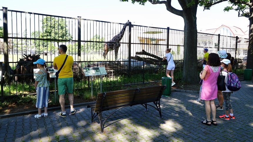В зоопарке Калининграда назвали число посетителей в первый день работы после карантина - Новости Калининграда | Фото: Александр Подгорчук / &quot;Клопс&quot;