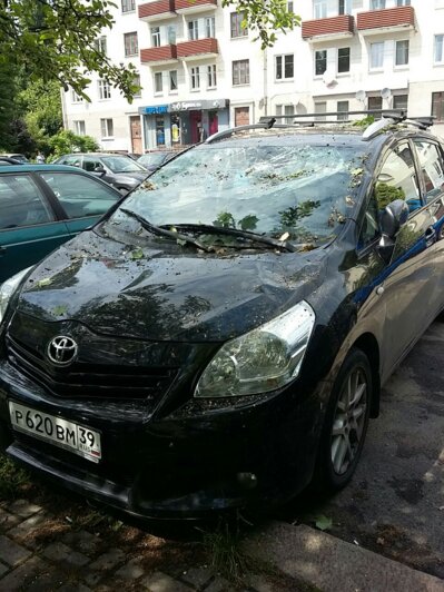 В Калининграде дерево упало на машину, в которой ехала семья с двумя детьми - Новости Калининграда | Фото: Владимир