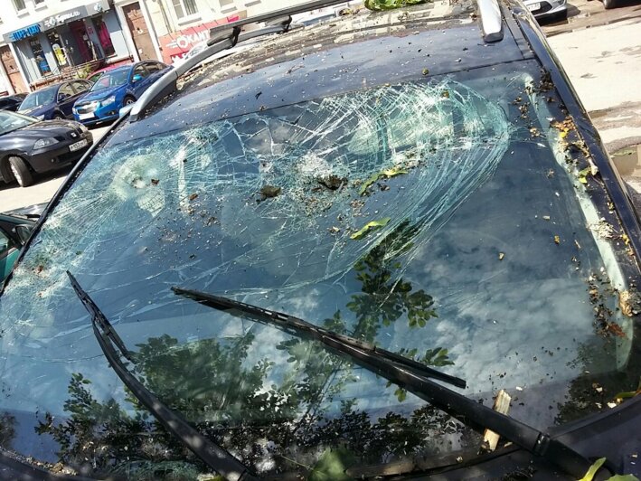В Калининграде дерево упало на машину, в которой ехала семья с двумя детьми - Новости Калининграда | Фото: Владимир