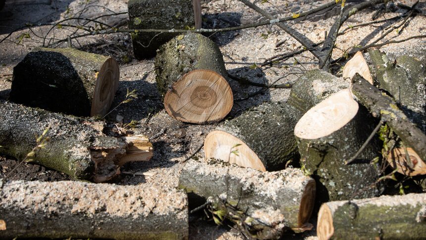 На Орудийной для строительства жилых домов вырубят 55 деревьев - Новости Калининграда | Фото: архив &quot;Клопс&quot;
