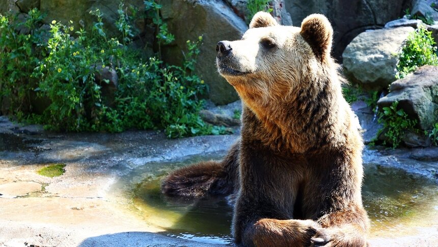 В Калининградском зоопарке назвали животных с самым дорогим меню - Новости Калининграда | Архив &quot;Клопс&quot;