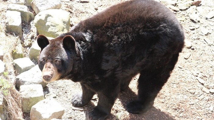 Медведь-барибал | Фото: официальный сайт зоопарка