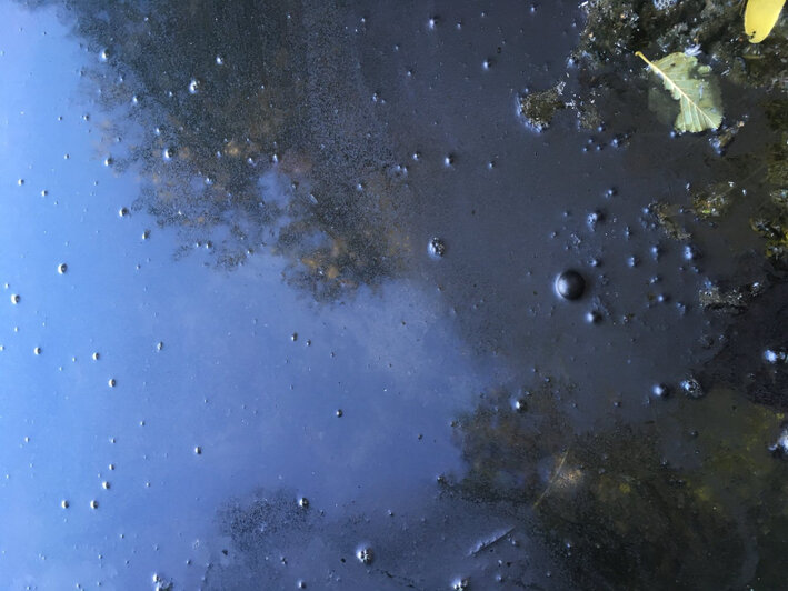 В озере Шенфлиз в Калининграде нашли угольную пыль - Новости Калининграда | Фото: сайт Общероссийского народного фронта