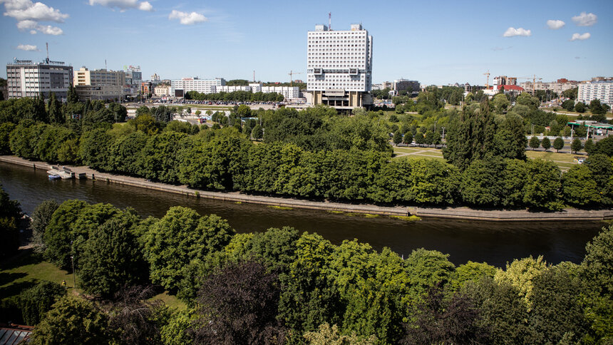 Калининградские биологи рассказали, чем этим летом болеют деревья в регионе - Новости Калининграда | Архив &quot;Клопс&quot;