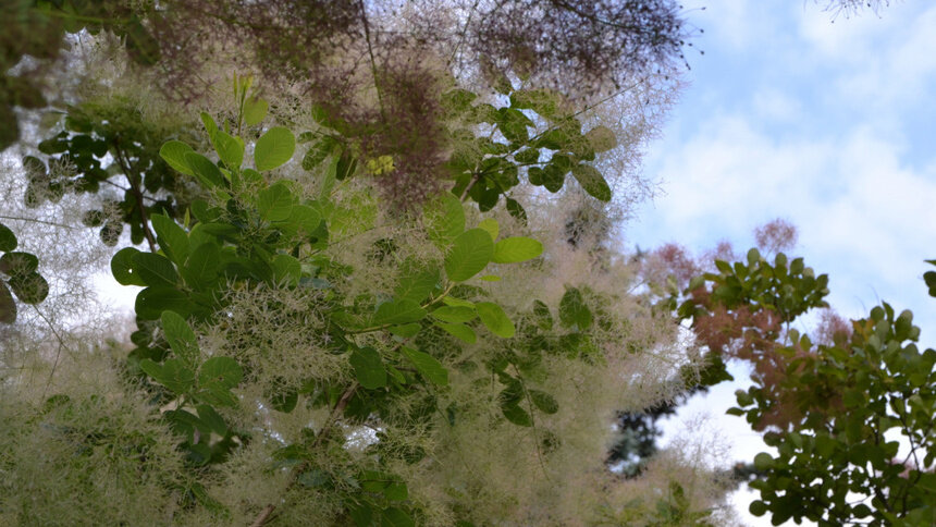 На фото: &quot;дерево-облако&quot; — скумпия кожевенная | Фото: пресс-служба БФУ им. И. Канта
