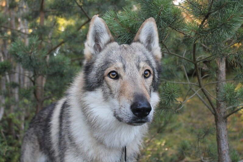 На фото: чешский волчак Весен, проводник Ольга  | Фото: предоставил Илья Фильшин