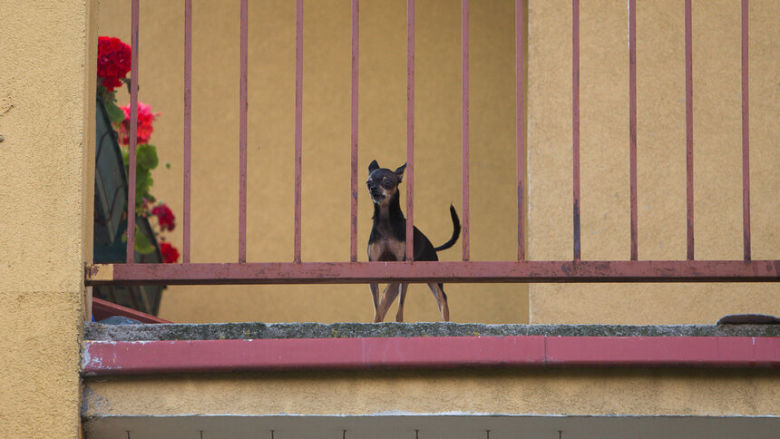 В Германии владельцев собак обяжут выгуливать их минимум дважды в день - Новости Калининграда | Архив &quot;Клопс&quot;