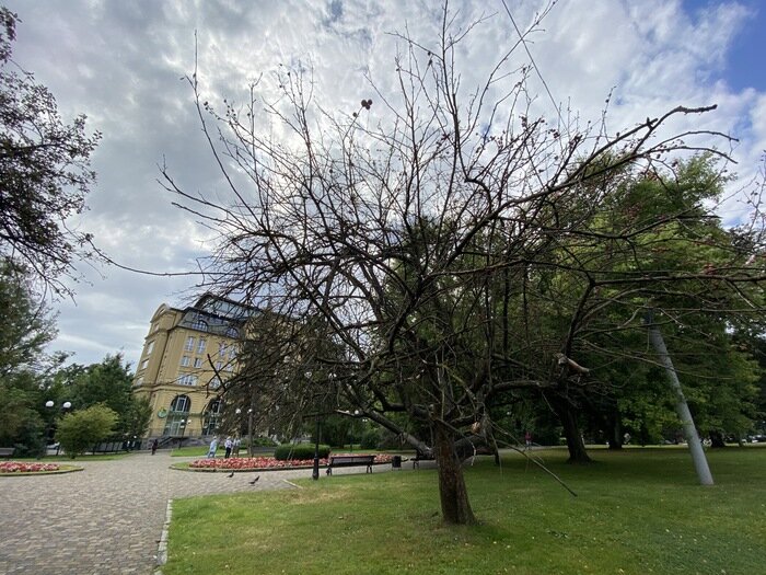 В сквере у стадиона &quot;Балтика&quot; погибли декоративные яблони: что стало причиной   - Новости Калининграда | Александр Подгорчук / &quot;Клопс&quot;