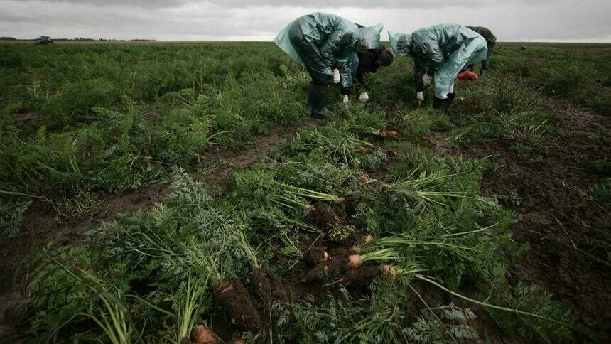 Эксперт перечислил продукты, накапливающие больше всего пестицидов - Новости Калининграда | Архив &quot;Клопс&quot;