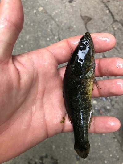  "Никогда в жизни такой не видел": мужчина поймал необычную рыбу-хищника в болоте под Знаменском - Новости Калининграда | Предоставил читатель &quot;Клопс&quot;