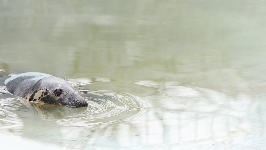 В Калининградском зоопарке назвали причину гибели трёх тюленей и медведя в июле - Новости Калининграда | Фото: архив &quot;Клопс&quot;
