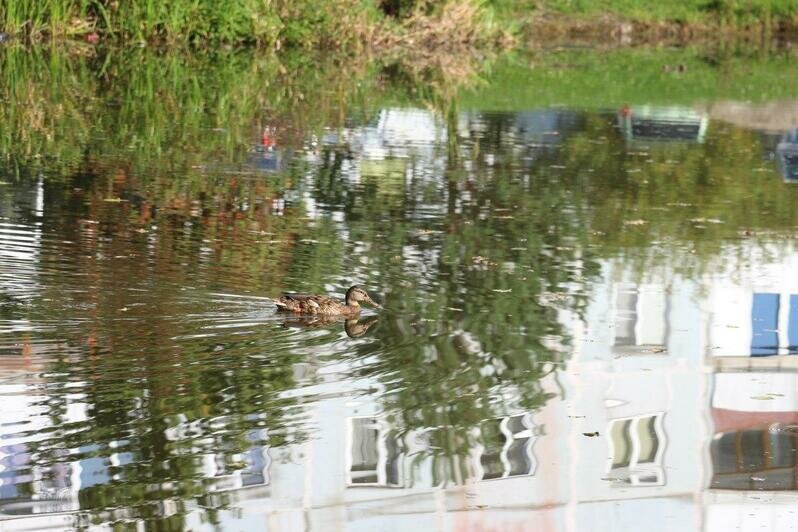 В Чкаловске очистят ручей и пруд и благоустроят территорию вокруг (фото) - Новости Калининграда | Фото: Администрация Калининграда