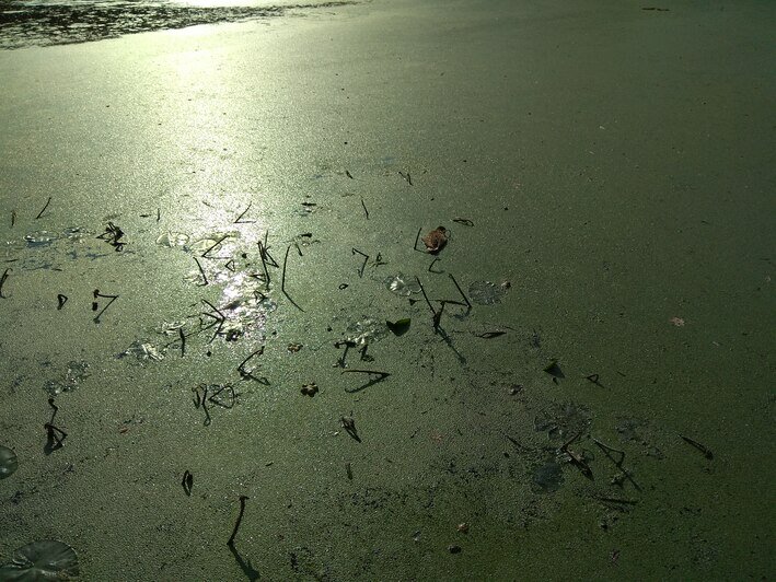 На Верхнем озере в Калининграде снова гибнут утки (фото)   - Новости Калининграда | Фото: читатель &quot;Клопс&quot;