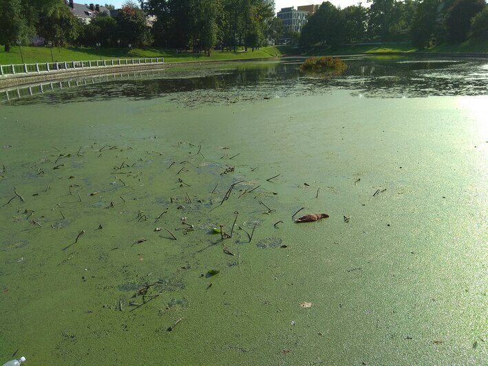 На Верхнем озере в Калининграде снова гибнут утки (фото)   - Новости Калининграда | Фото: читатель &quot;Клопс&quot;