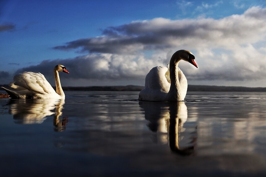 Лебеди на Виштынецком озере - Новости Калининграда | Александр Подгорчук