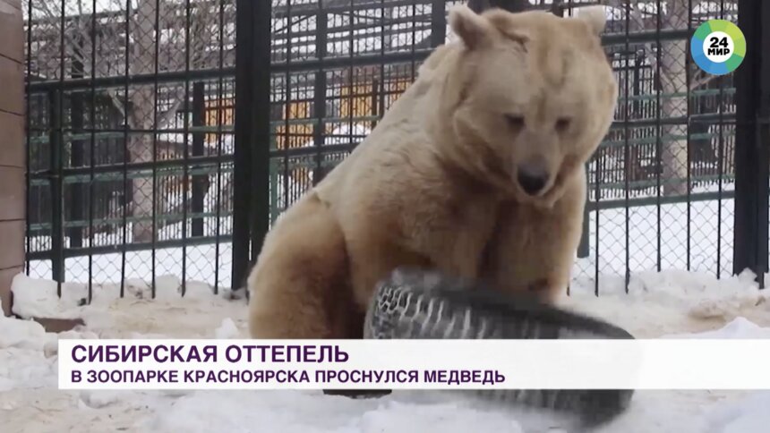 В красноярском зоопарке медведь вышел из спячки из-за аномального тепла - Новости Калининграда | Изображение: кадр из эфира телеканала &quot;Мир 24&quot;