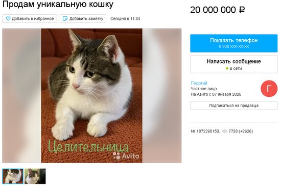Житель Новороссийска продаёт кошку-&quot;экстрасенса&quot; за 20 миллионов рублей   - Новости Калининграда | Скриншот объявления на &quot;Авито&quot;