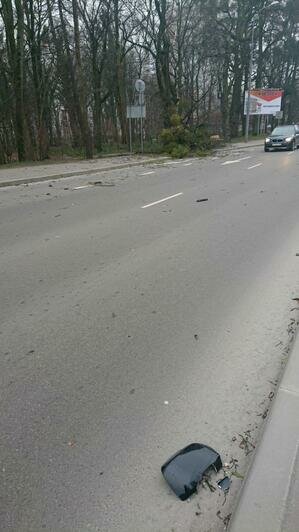 В Калининграде дерево рухнуло на Lexus и гулявшую с собакой девушку (фото, видео) - Новости Калининграда