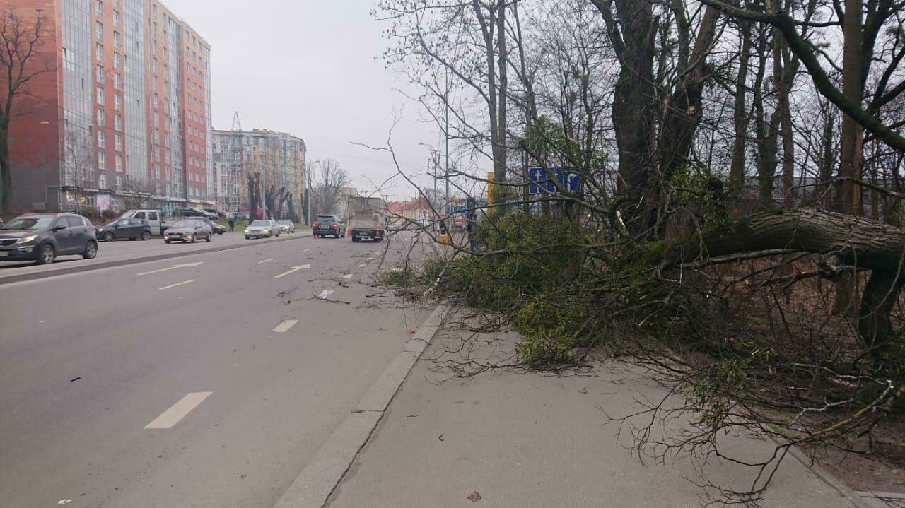 В Калининграде дерево рухнуло на Lexus и гулявшую с собакой девушку (фото,  видео) - Новости Калининграда