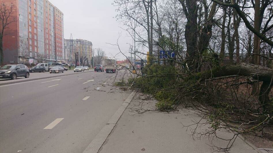 В Калининграде дерево рухнуло на Lexus и гулявшую с собакой девушку (фото, видео) - Новости Калининграда | Фото: Анна