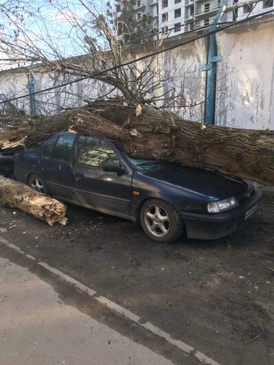 В Калининграде на припаркованную машину упало дерево (фото) - Новости Калининграда | Фото: владелица авто