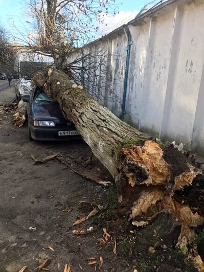 В Калининграде на припаркованную машину упало дерево (фото) - Новости Калининграда | Фото: владелица авто
