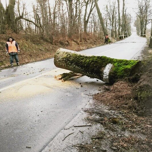 Власти региона подсчитали, сколько деревьев упало на дороги области за сутки (фото) - Новости Калининграда | Фото: мининфраструктуры Калининградской области / Instagram
