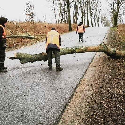 Власти региона подсчитали, сколько деревьев упало на дороги области за сутки (фото) - Новости Калининграда | Фото: мининфраструктуры Калининградской области / Instagram
