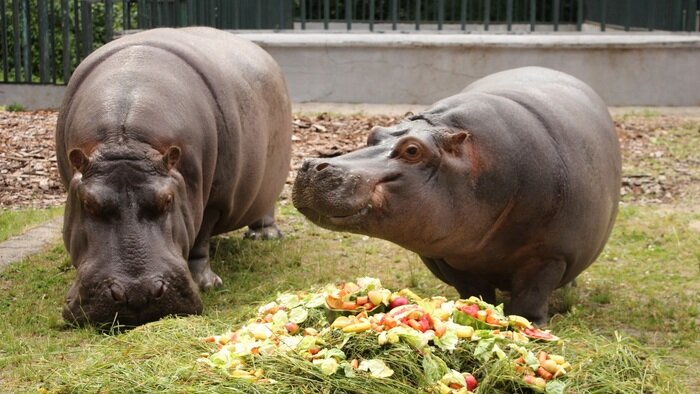 Бегемоты Миля и Глясик: вместе около десяти лет | Фото: пресс-служба Калининградского зоопарка