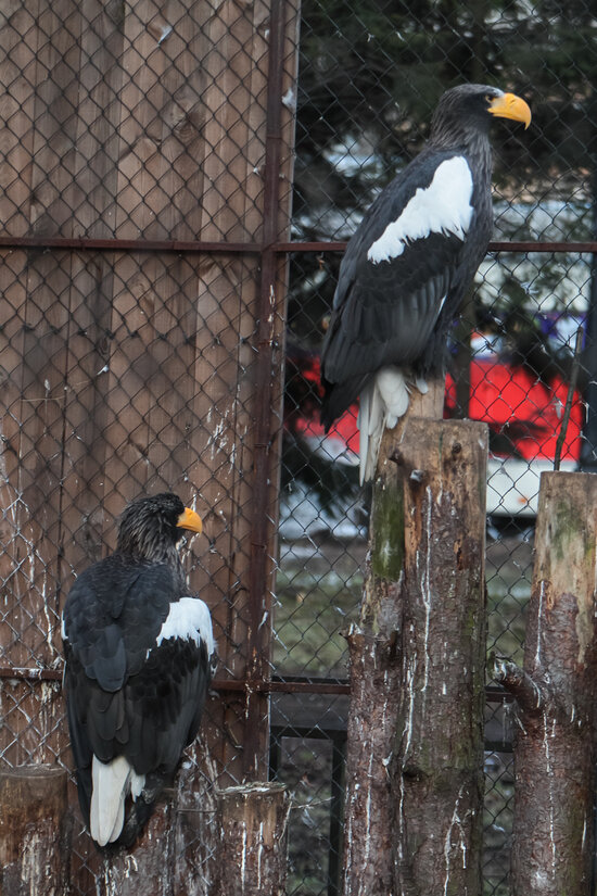 Белоплечие орланы Гаврош и Глаша: вместе более шести лет | Фото: пресс-служба Калининградского зоопарка