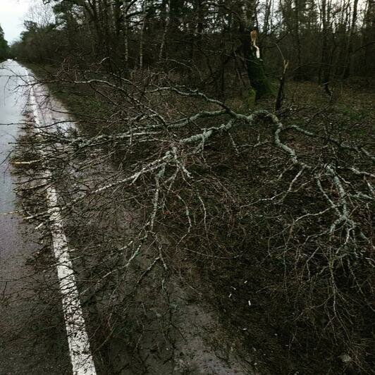 В Калининградской области штормовой ветер повалил 12 деревьев (фото) - Новости Калининграда | Фото: министерство инфраструктуры региона / Instagram
