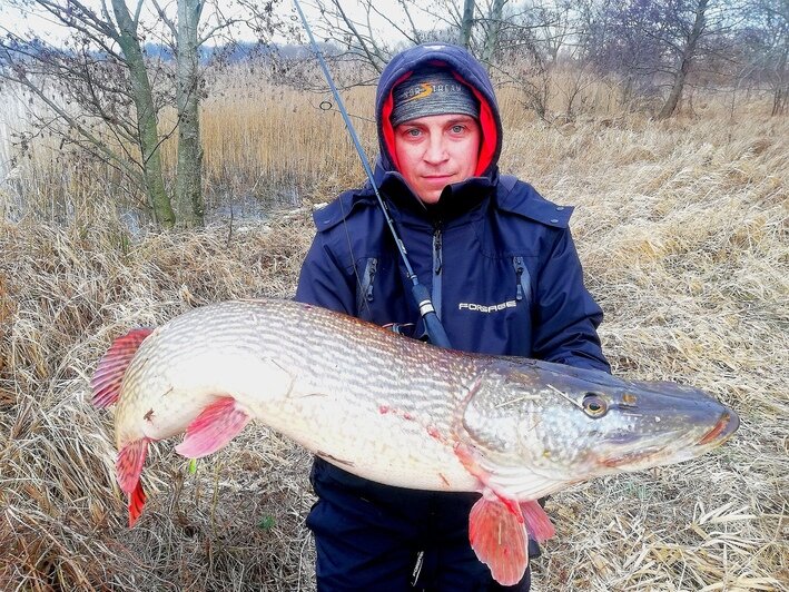 "Вытянул за пять минут": калининградский рыбак поймал щуку весом 11,8 кг (фото) - Новости Калининграда | Фото: читатель &quot;Клопс&quot;