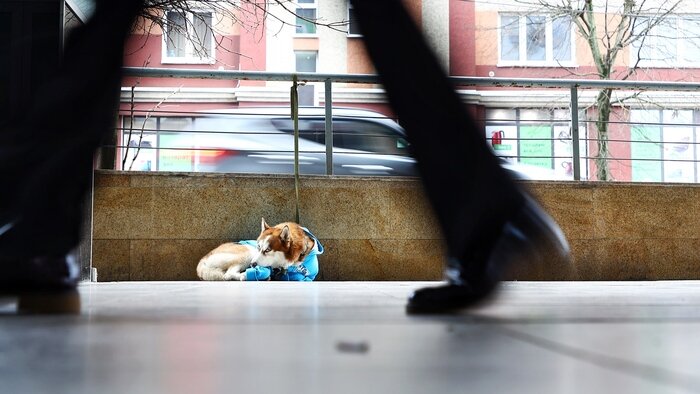 Хаски в синем свитере: в Калининграде пёс ходит с хозяйкой на работу и ждёт на улице по восемь часов  - Новости Калининграда | Фото: Александр Подгорчук / &quot;Клопс&quot;