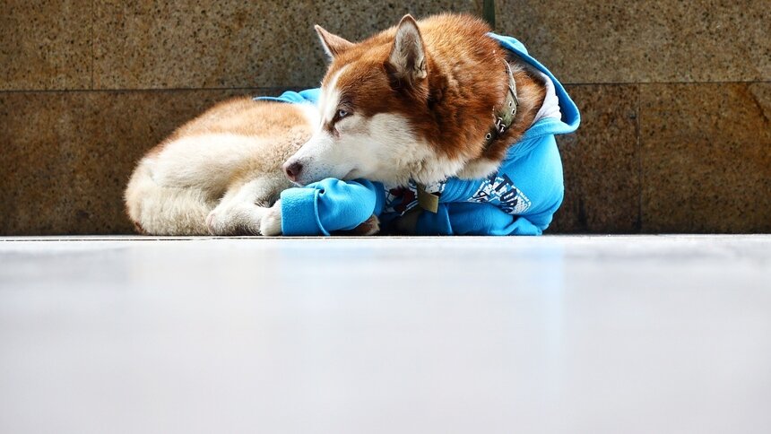 Хаски в синем свитере: в Калининграде пёс ходит с хозяйкой на работу и ждёт на улице по восемь часов  - Новости Калининграда | Фото: Александр Подгорчук / &quot;Клопс&quot;