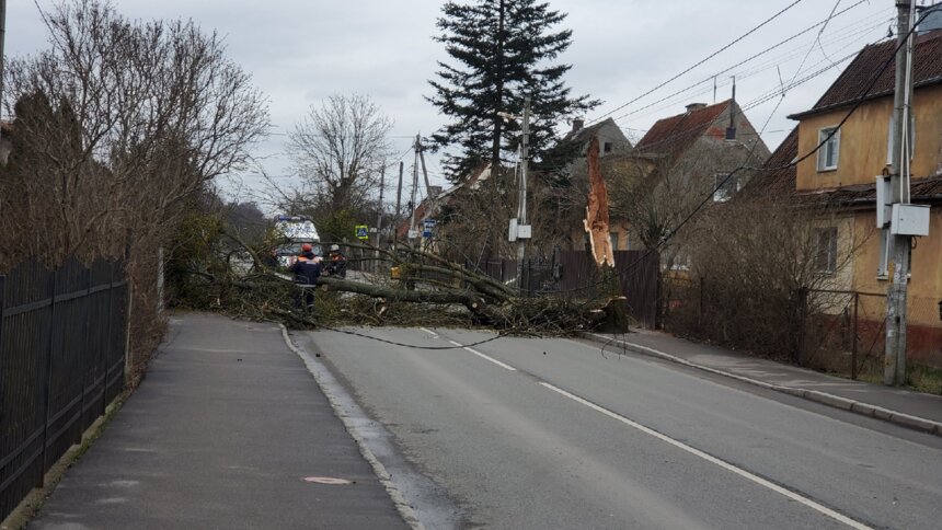 На ул. Муромской на дорогу рухнуло дерево (фото) - Новости Калининграда | Фото очевидца