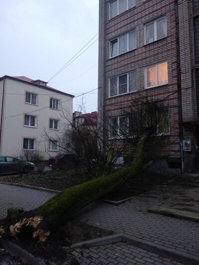 В Калининграде дерево упало в окно жилого дома (фото, обновлено) - Новости Калининграда | Фото: читатель &quot;Клопс&quot;