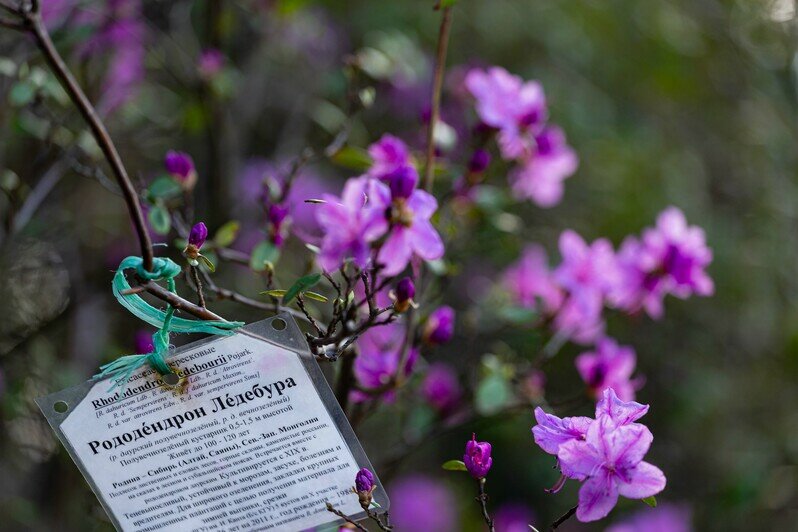 Что цветёт в Ботаническом саду Калининграда (фоторепортаж) - Новости Калининграда | Фото: Полина Беляева / &quot;Клопс&quot;
