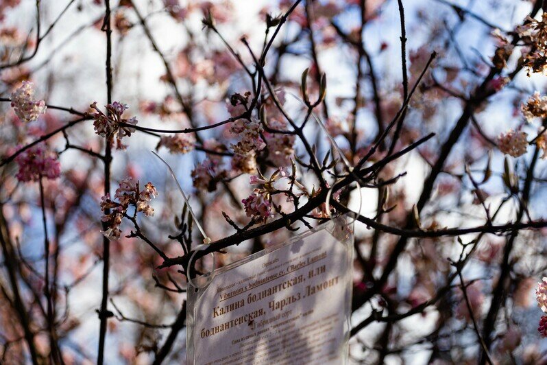 Что цветёт в Ботаническом саду Калининграда (фоторепортаж) - Новости Калининграда | Фото: Полина Беляева / &quot;Клопс&quot;