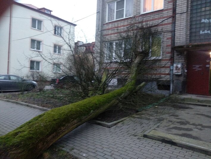 В Калининграде дерево упало в окно жилого дома (фото, обновлено) - Новости Калининграда | Фото: читатель &quot;Клопс&quot;