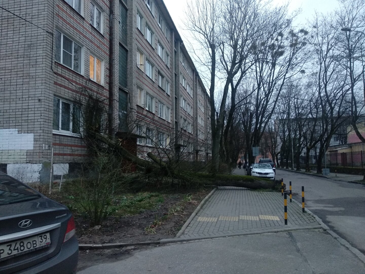 В Калининграде дерево упало в окно жилого дома (фото, обновлено) - Новости  Калининграда