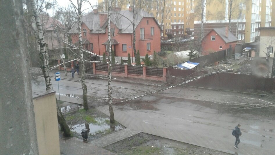 Что ураганный ветер натворил в Калининградской области (фото, видео) - Новости Калининграда | Фото: очевидец