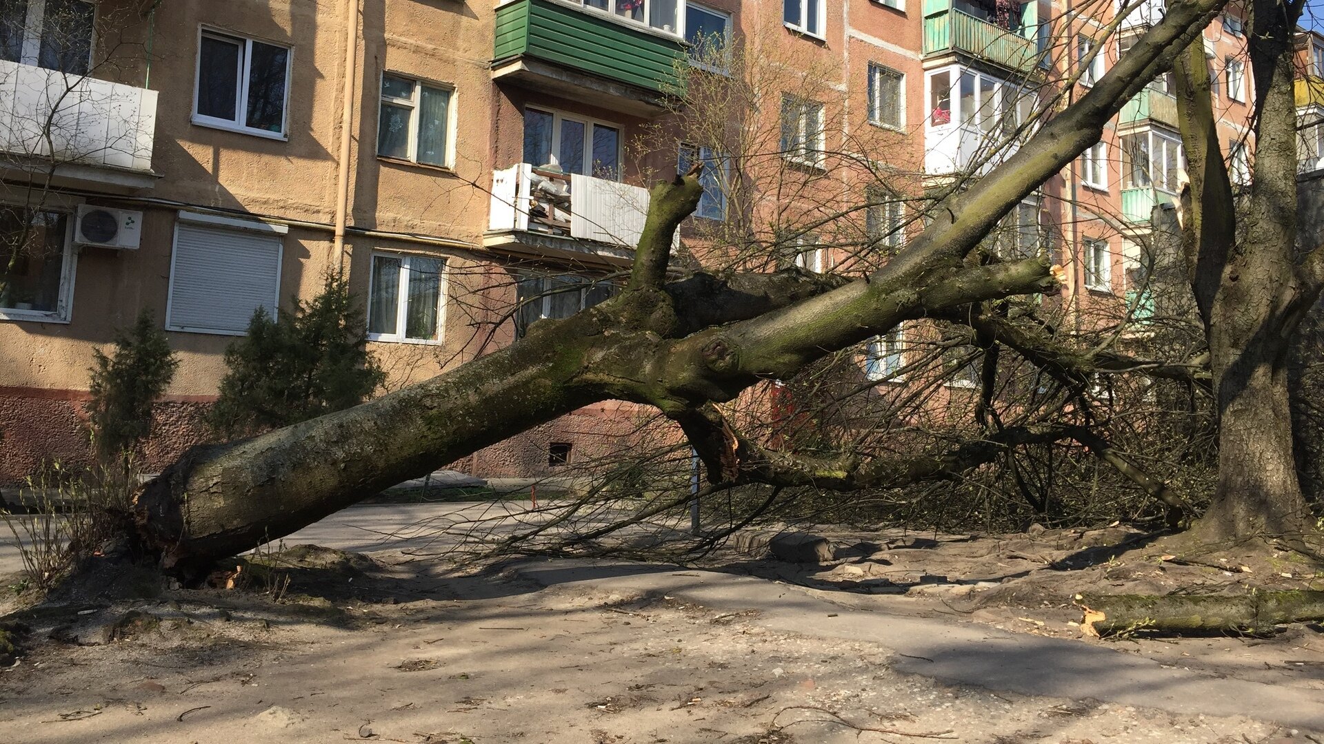 После гибели школьницы в Гурьевске дендролог рассказал, почему падают  деревья и что с этим делать - Новости Калининграда