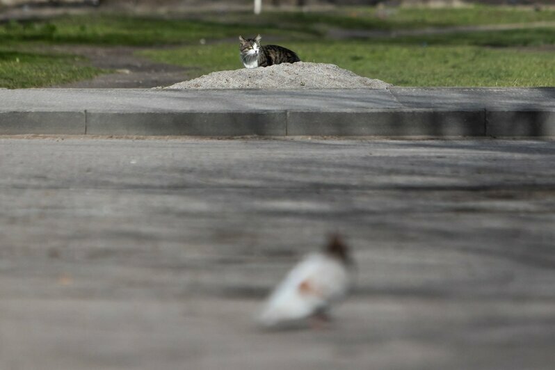 Что делают на улицах Калининграда мартовские коты во время карантина (фоторепортаж) - Новости Калининграда | Фото: Александр Подгорчук / &quot;Клопс&quot;