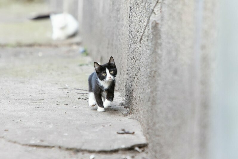 Что делают на улицах Калининграда мартовские коты во время карантина (фоторепортаж) - Новости Калининграда | Фото: Александр Подгорчук / &quot;Клопс&quot;