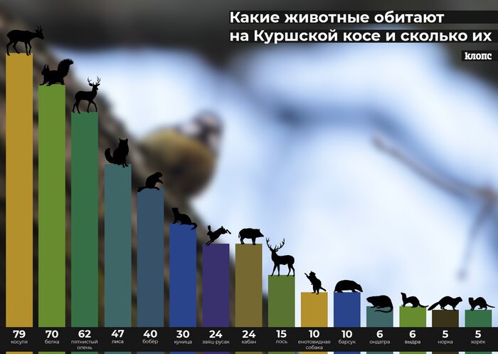 Какие животные и в каком количестве обитают на Куршской косе (инфографика) - Новости Калининграда | Инфографика &quot;Клопс&quot;