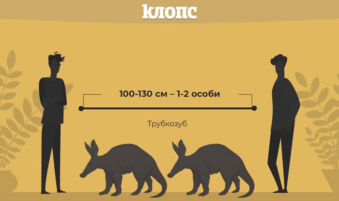 Полярный волк или трубкозуб: как определить безопасное расстояние от собеседника во время карантина (инфографика) - Новости Калининграда