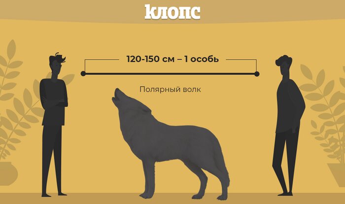 Полярный волк или трубкозуб: как определить безопасное расстояние от собеседника во время карантина (инфографика) - Новости Калининграда