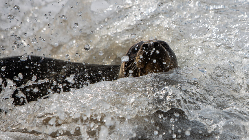 Калининградский зоопарк не будет брать тюленей на реабилитацию в 2020 году - Новости Калининграда | Фото: Архив &quot;Клопс&quot;