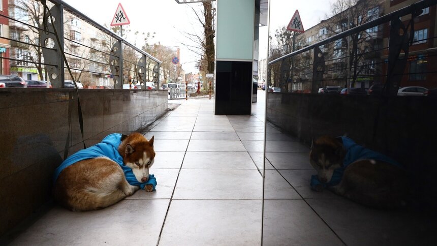 В Калининграде щенкам знаменитого хаски в синем свитере ищут хозяев - Новости Калининграда | Архив &quot;Клопс&quot;